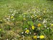 Fr&uuml;hling